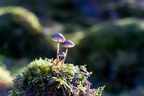 Champignon de famille dans la forêt