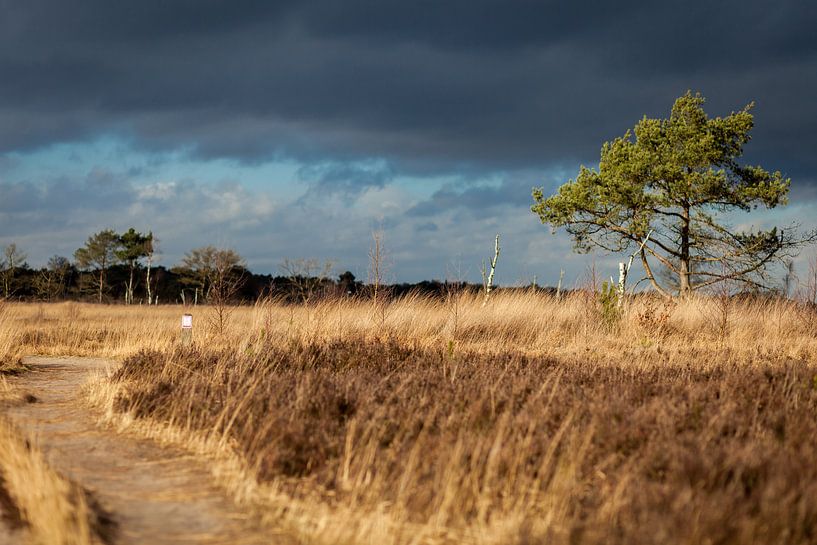 Kalmthoutse Heide von Elly Damen