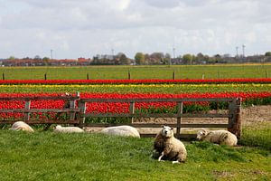 Schapen voor tulpenvelden