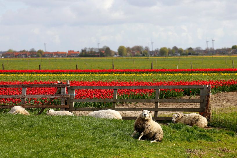 Schapen voor tulpenvelden by Cora Unk