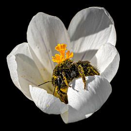Chercheur d'or dans la lumière du printemps (2) sur Lianne Weijs