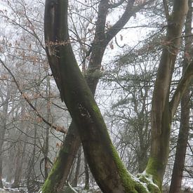 boom, mos en sneeuw van Angelique Raaijmakers