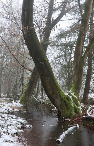arbre, mousse et neige