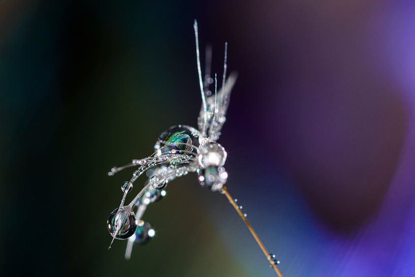 Water drop and peacock feather by Marian Waanders