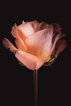Zalmroze Roos | Werk aan de muur bloemen van Sandra Hazes