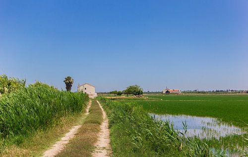 Route non pavée menant à une maison blanche dans les rizières du parc national de La Albufera.