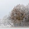 Winters Forest by Ingrid Van Damme fotografie