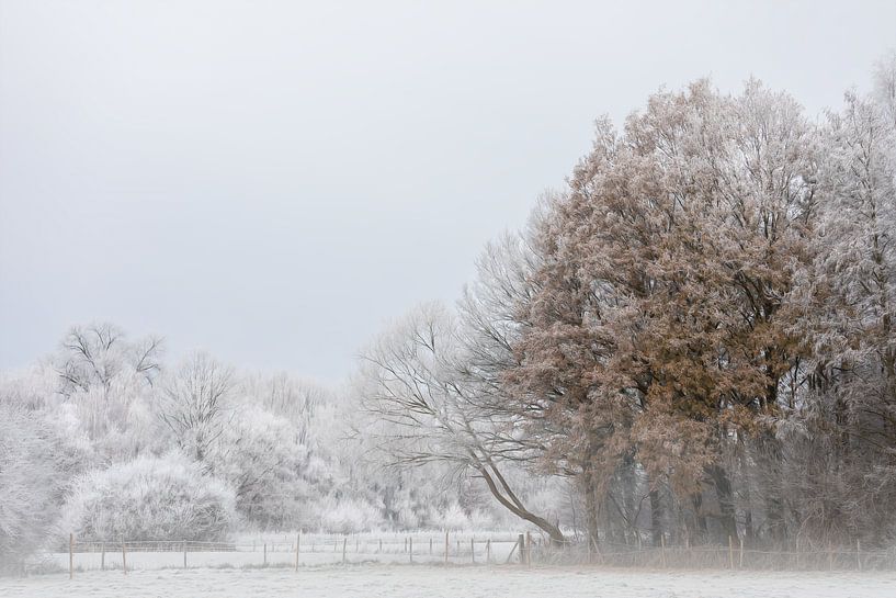 Winter in het  Bos van Ingrid Van Damme fotografie