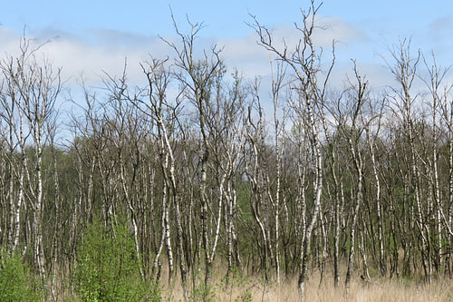 berkenbosje in het Wooldse Veen