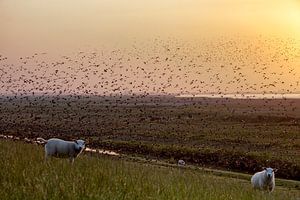 Schapen op dijk bij zonsondergang