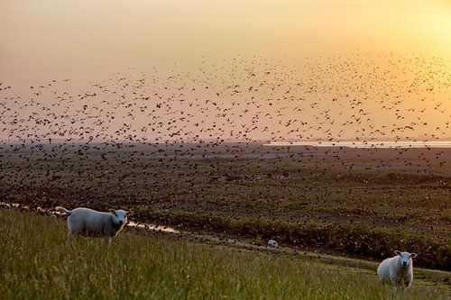 Schapen op dijk bij zonsondergang