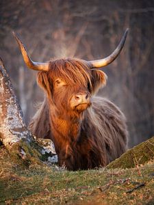 Ronja, the Scottish Highlander