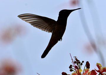 Colibri en contre-jour sur Pieter JF Smit