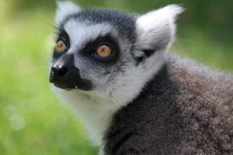 maki par NanKee Fotografie 