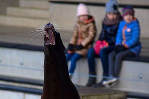 Schreeuwende zeehond van Winfred van den Bor