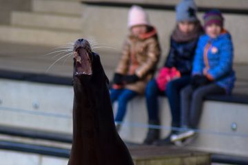 Schreeuwende zeehond