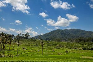 Indonesië - groene rijstterrassen in Bali