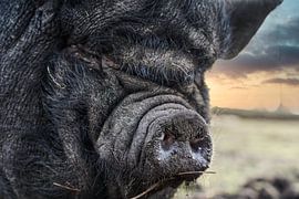 Nez de petit cochon
