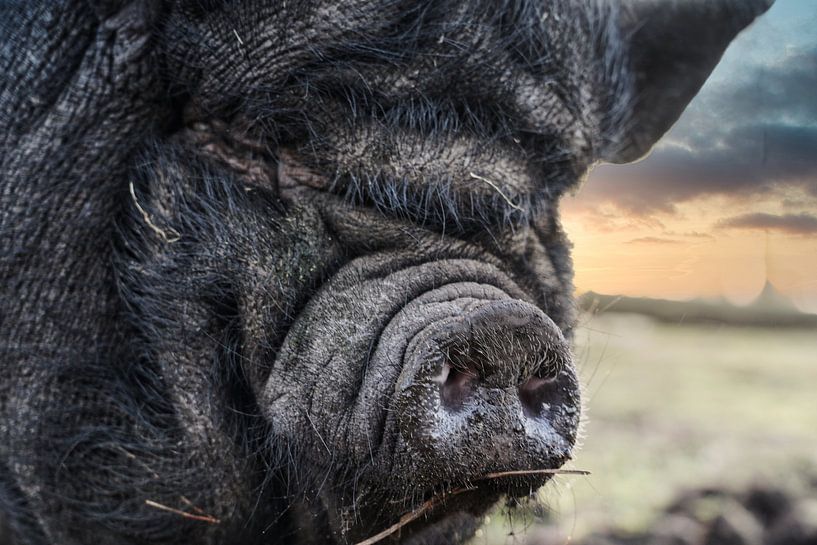 Nose of a little pig by HGU Foto