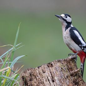 Great Spotted Woodpecker by Dirk Claes
