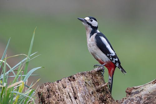Grote Bonte Specht van Dirk Claes