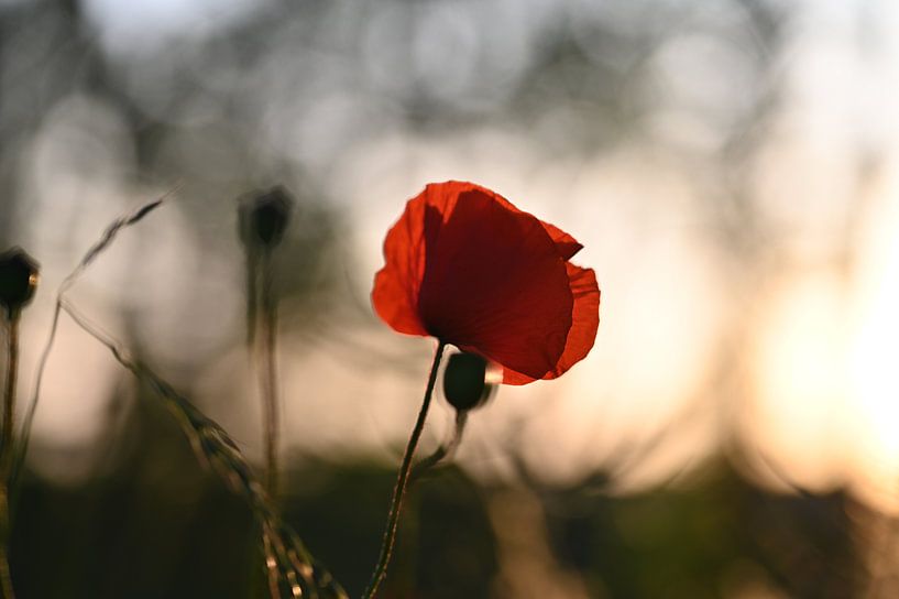 Poppy in the evening light by Kurt Krause