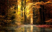 Rêves (Forêt d'automne néerlandaise) par Kees van Dongen Aperçu