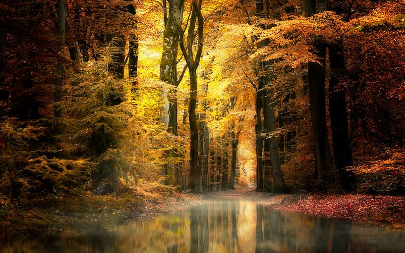 Träume (Niederländischer Herbstwald) von Kees van Dongen