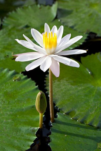 Weiß blühend Nymphaea alba, Seerose von Frans Rombout