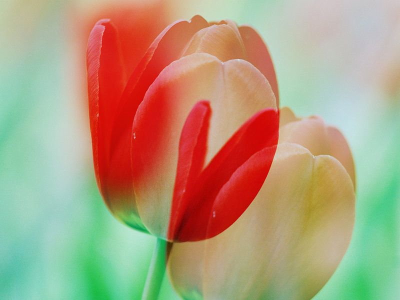 Tulip Art1 von Hugo Kuijper