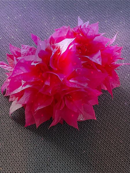 Rode bloem par Renee Alexandra Serlier
