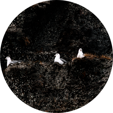 Vogels op de Rotsen Rustplaats in de Wildernis