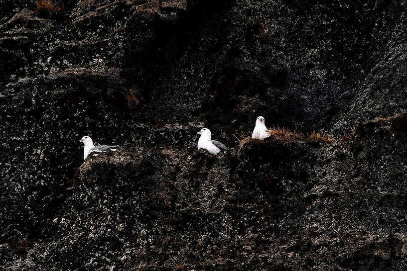 Vogels op de Rotsen Rustplaats in de Wildernis van Femke Ketelaar