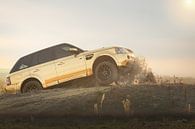 gold range robber by Kim van Beveren thumbnail