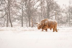 Schottischer Highlander im Schnee.