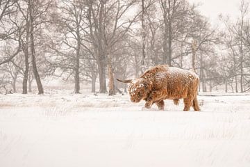 Schotse Hooglander in de sneeuw. van Albert Beukhof
