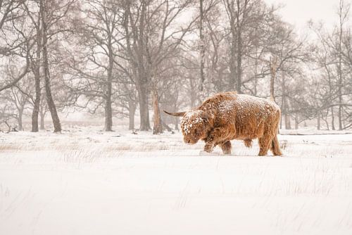 Schotse Hooglander in de sneeuw.