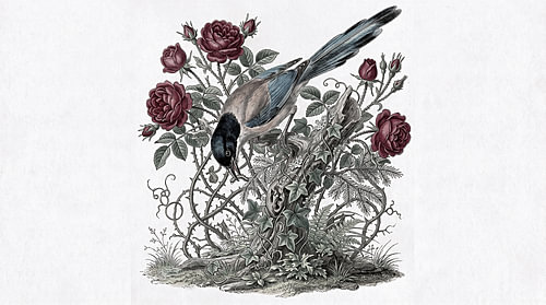 Azurblaue Elster mit Rosen und Efeu