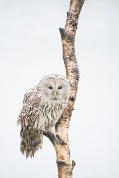 alte Eule von Andy van der Steen - Fotografie