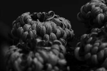 Dahlia sur Schwarzes Pech Photography