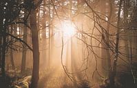 Laagstaande zon in het bos (Planken Wambuis) van Nicky Kapel thumbnail