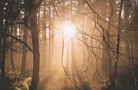 Low sun in the forest