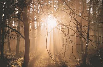 Laagstaande zon in het bos (Planken Wambuis) van Nicky Kapel