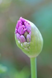 Purple flowers Unspring von Ingrid Leegte