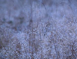 Drops by Anita van Gendt