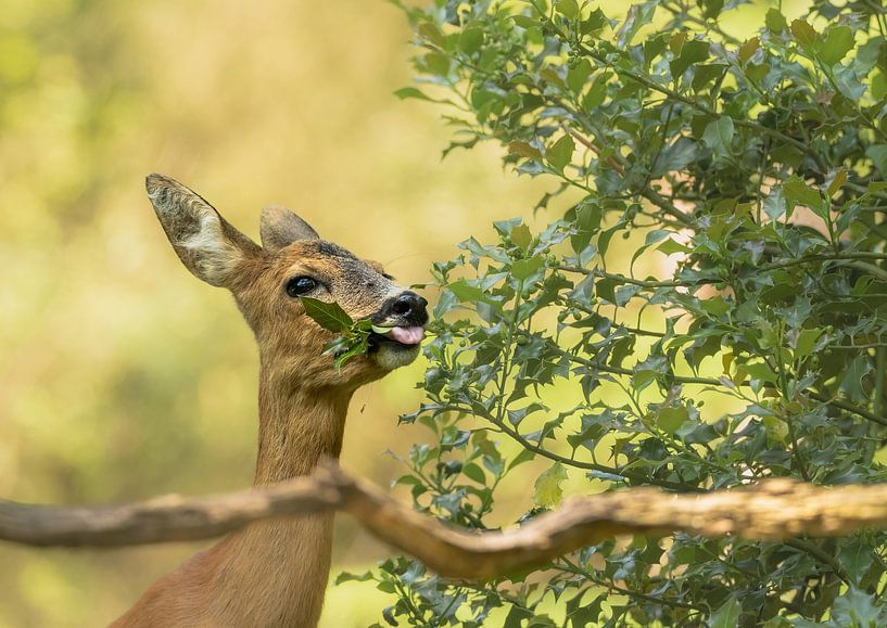 Cerf partie 4 par Tania Perneel