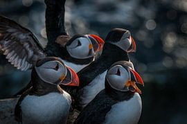 Puffin by Stijn Smits