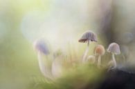 Dancing mushrooms in fairy tale forest by Bianca de Haan thumbnail