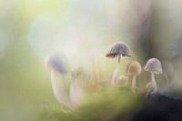 Dansende paddenstoelen in sprookjesbos