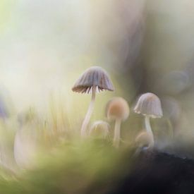 Dancing mushrooms in fairy tale forest by Bianca de Haan